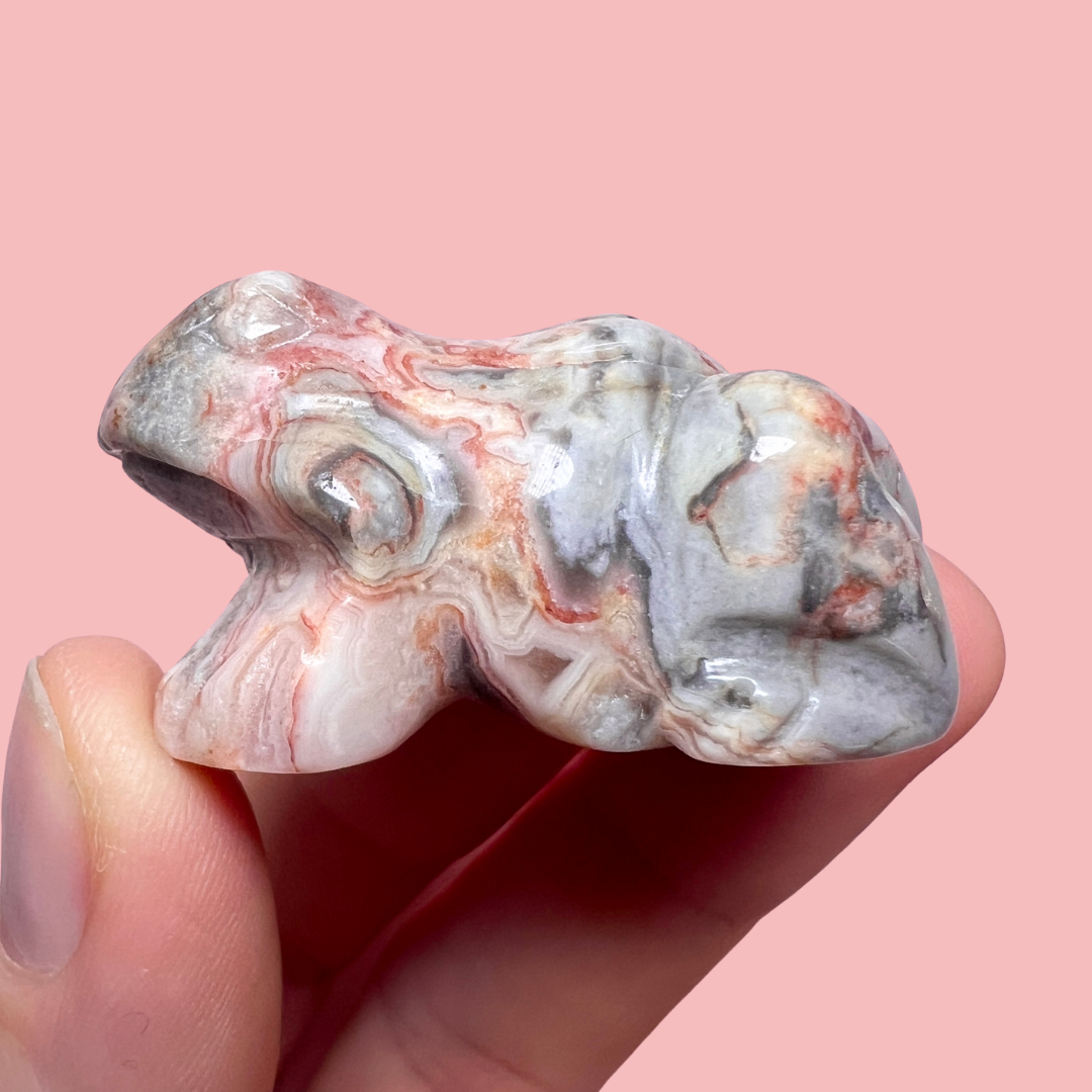 crazy lace agat frø - vælg din egen