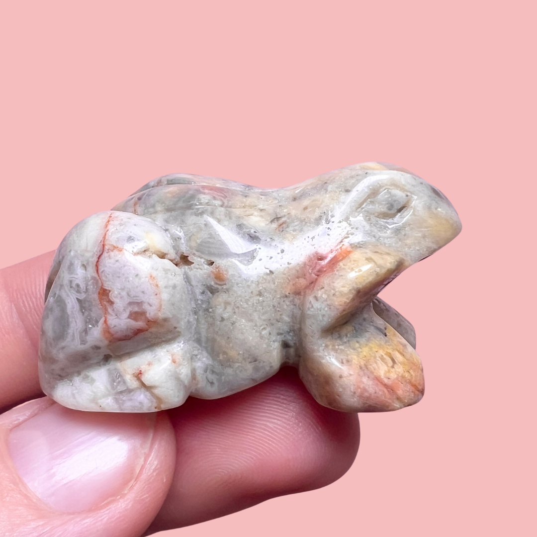 crazy lace agat frø - vælg din egen