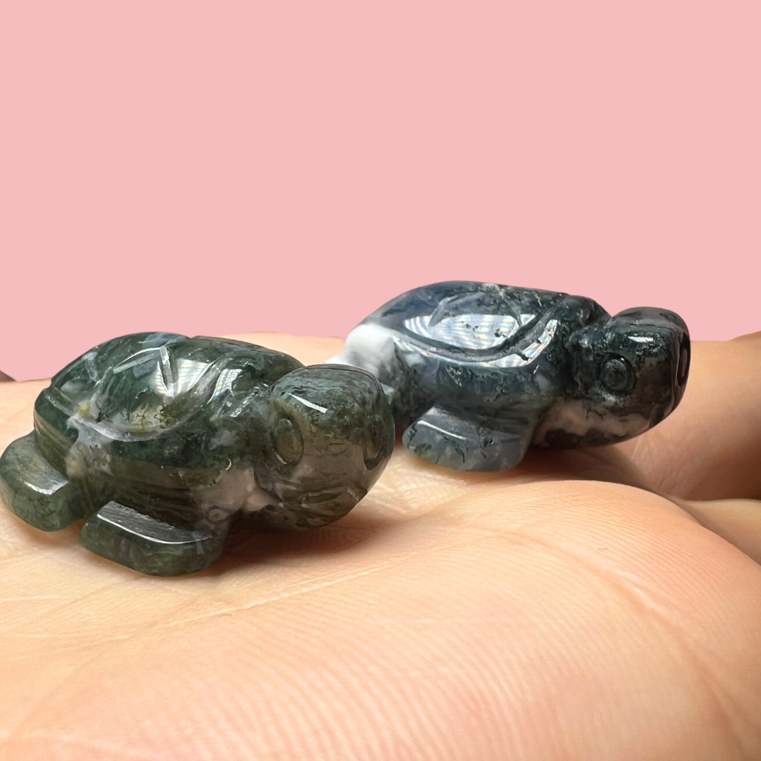 mini skildpadde - flere valgmuligheder