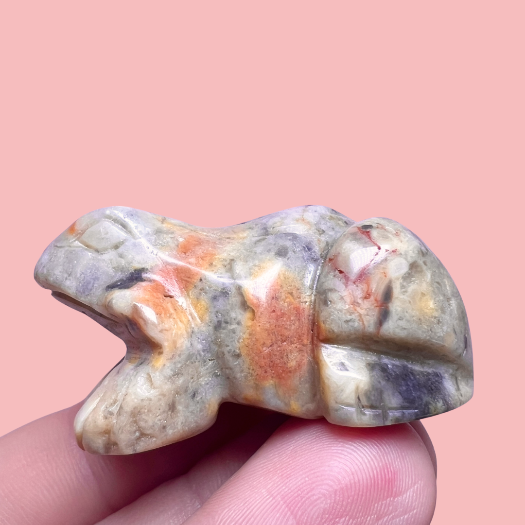 crazy lace agat frø - vælg din egen