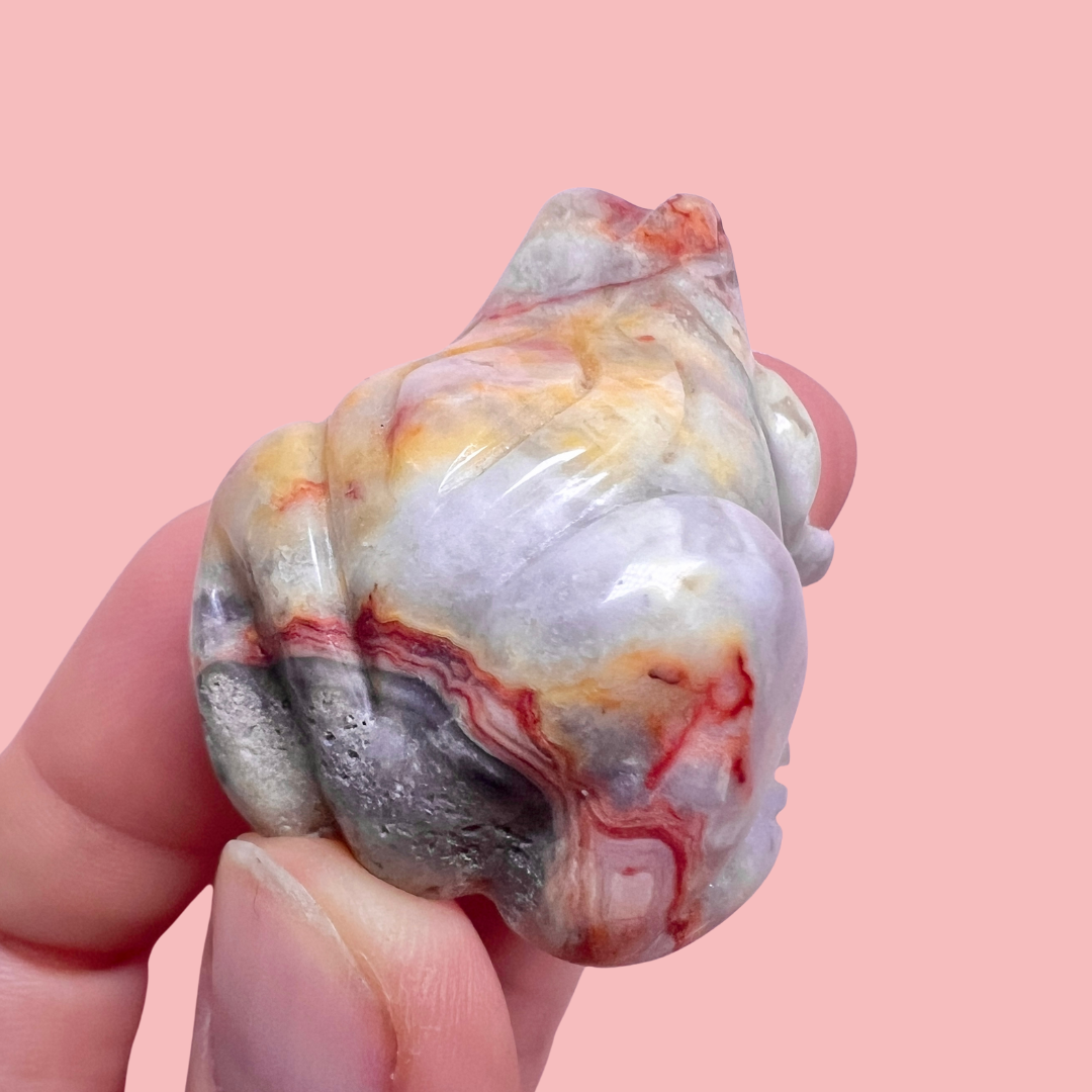 crazy lace agat frø - vælg din egen