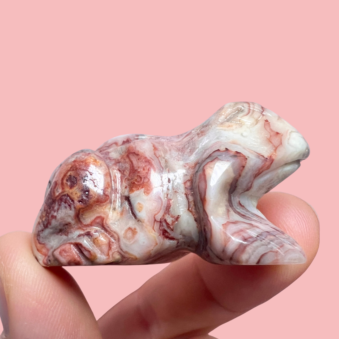 crazy lace agat frø - vælg din egen