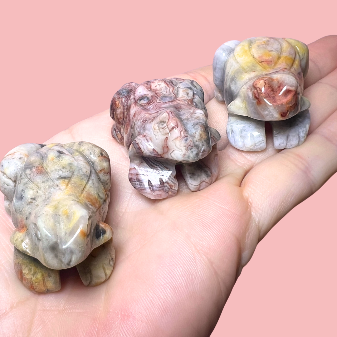 crazy lace agat frø - vælg din egen